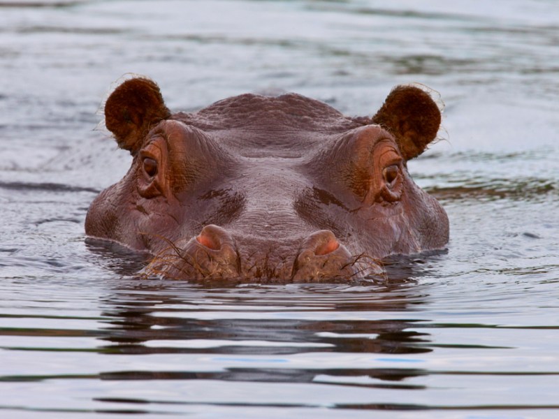 Hope in the Midst of Hippos